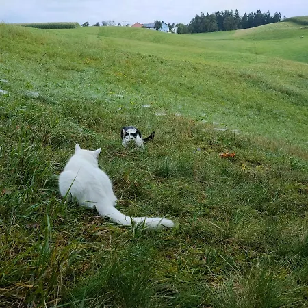 Apartman Auszeit Im Gruenen Sankt Aegidi