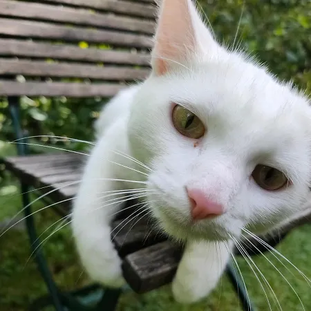 Auszeit Im Gruenen Apartman *