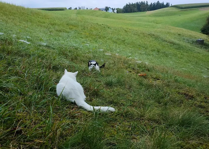 Διαμέρισμα Auszeit Im Gruenen Sankt Aegidi